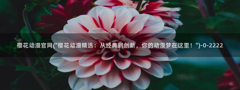 cc动漫